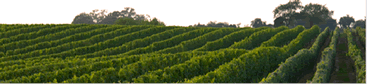 Long Island Vineyard Tours - LI Vineyard Tours - specializing in limousine services for wine tasting in the Long Island, New York area.  Tours featuring professional chauffeurs, luxury sedans, stretch limousines, vans, more.